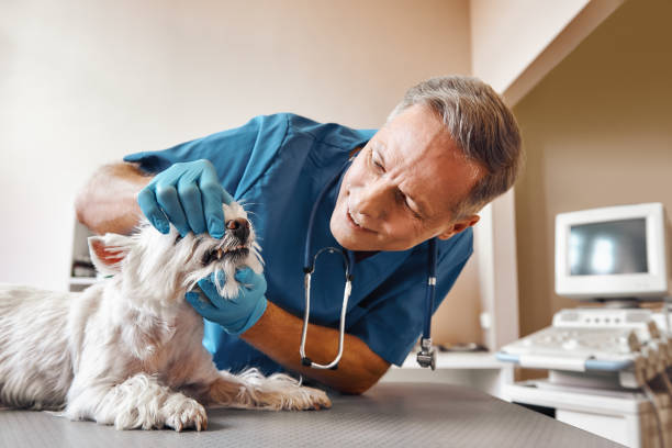 Best Emergency Dental Services for Seniors in Lapel, IN